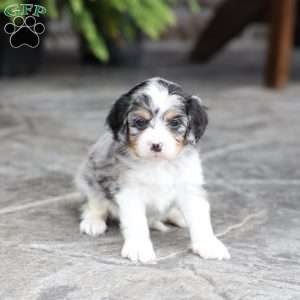 Meadow, Cavapoo Puppy
